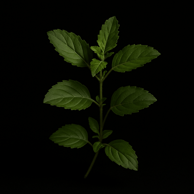 adaptogen tulsi holy basil leaves